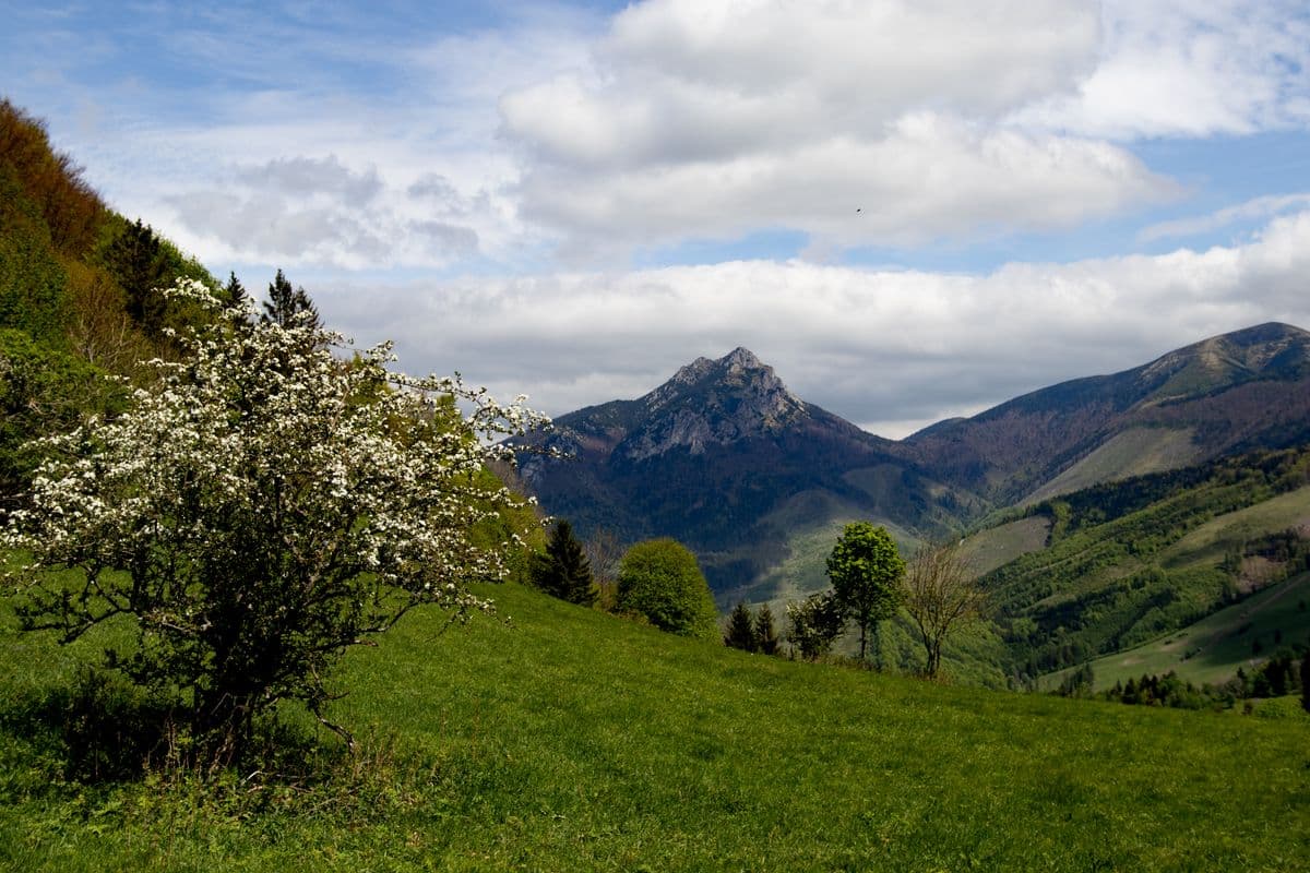 Green valley with trees between mountains